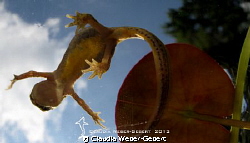 see ya later aligator.... by Claudia Weber-Gebert 